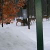 Deer 2013 02140123