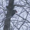 Pileated Woodpecker 2013 02140065