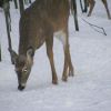 Deer 2013 02140131