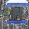 Finches 2013 02140058