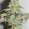 Strawberry Cough 1 2011 026