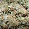Frosty Strawberry Cough indica 5 2011