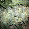 DP Strawberry Cough 7 5 14 011